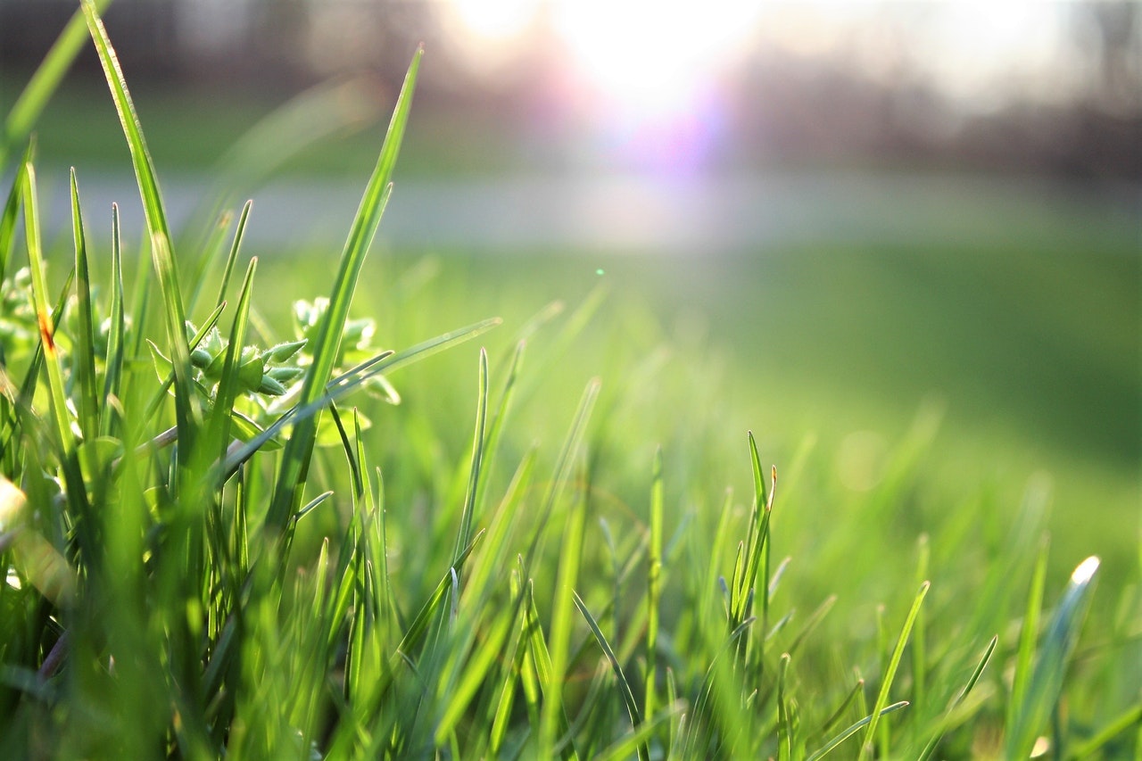Medio ambiente: 6 consejos para cuidarlo | Solvent